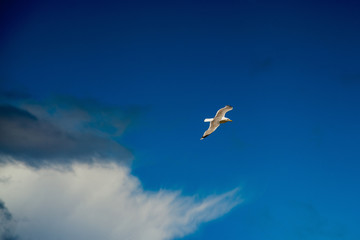 Fototapeta na wymiar Textured blue sky with white clouds flying Seagull