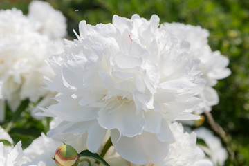 White peonies bloom in the summer garden