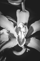 Yellow Cymbidium Orchids in the Orchid Garden.