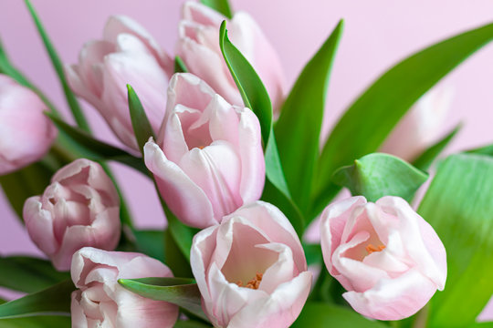 Bouquet of pink tulips for the holidays. Women's Day, Valentine's Day, name day. On a pink background.