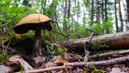 Forest moss & boletus close up