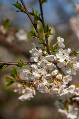 Bird cherry blossoms flowers in spring. Spring blossom flowers of bird cherry tree. Spring bird cherry tree flowers. Bird cherry tree flowers bloom in spring