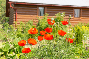 Red poppies in the garden on the background of a log house