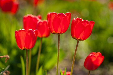 Naklejka premium Very beautiful red tulips that grow in my garden.