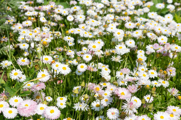 Chamomile field on a Sunny summer day