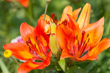Bright orange Lily in the summer garden