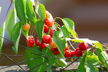 Cherry branch in the village garden