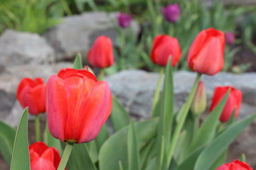 Tulips flowers spring bloom in the garden