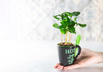 Home gardening, hobby. Coffee tree in a pot in the interior on light background.