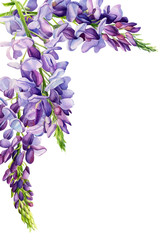wisteria flowers on an isolated white background, watercolor illustration, botanical painting, spring clipart