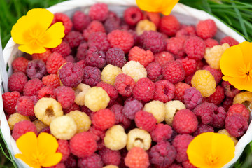 White and red raspberries taken in close-up