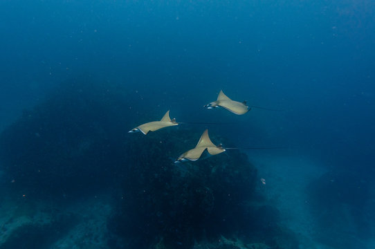 Atlantic devil ray, (Mobula hypostoma ) with blue background. Underwater photography.