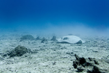 Porcupine stingray on a sandy sea floor. Underwater photography. (Urogymnus asperrimus)