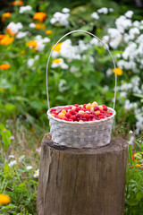 Basket of raspberries in a green summer garden