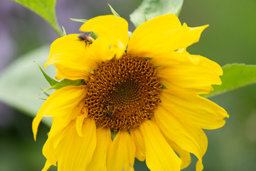 Sunflower with a bee in the summer garden