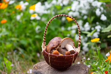 Basket of mushrooms on a stump in the summer garden