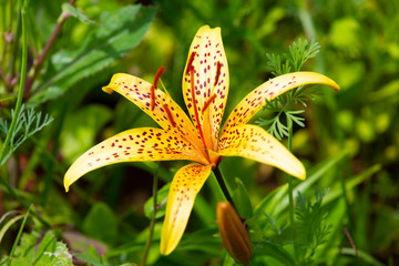 Yellow tiger Lily in the summer garden