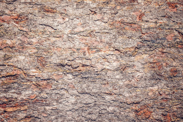 Pine tree bark texture.