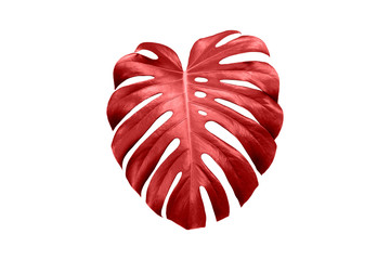 Red Monstera leaf on a white background. Floral background, exotic plant. © Антон Брехов