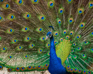 Obraz premium Indian Peacock, Pavo cristatus, displaying its colorful feathers