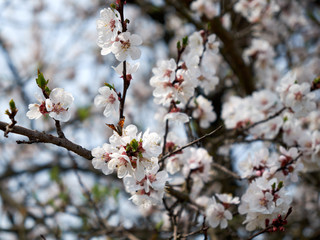 A little butterfly sits on a branch of blooming apricots.