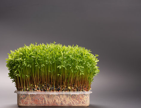 young microgreen vegetable green. A microgreen -  Sprouts in plastic box.  raw sprout vegetables germinated from plant seeds.