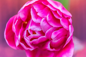 Großaufnahme einer Tulpe