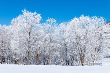 北海道の冬の風景　富良野の樹氷
