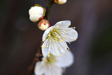 【日本の春】八重梅の花（白梅）