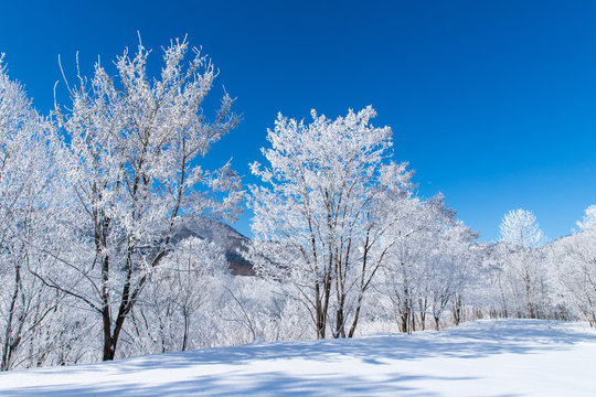 日本 冬」の写真素材 | 669,485件の無料イラスト画像 | Adobe Stock