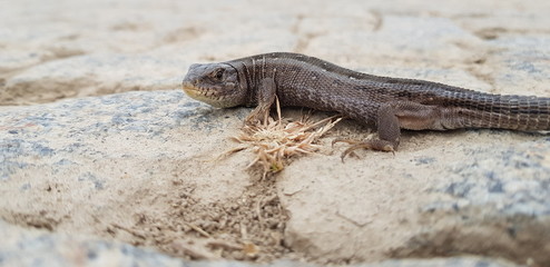  lizard