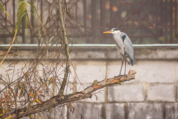 airone cenerino (Ardea cinerea) su ramo in tratto cittadino del fiume