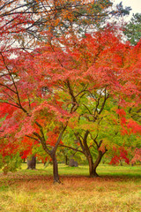 Naklejka premium 京都御苑の紅葉