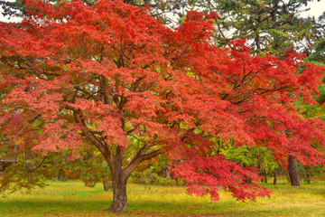 京都御苑の紅葉