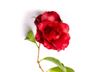 Camelia roja sobre fondo blanco