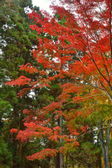 京都御苑の紅葉