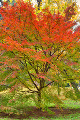 京都御苑の紅葉