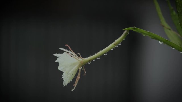 Beautiful fishbone cactus (Epiphyllum anguliger) (wijaya kusuma) bloom in the garden