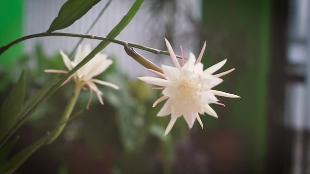 Beautiful fishbone cactus (Epiphyllum anguliger) (wijaya kusuma) bloom in the garden