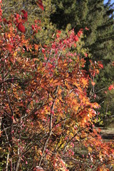 autumn leaves on tree