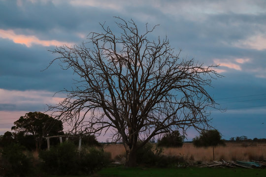 Large sprawling tree at sunset with pink and purple twilight sky