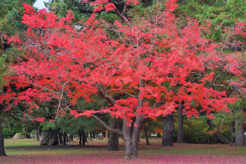Naklejka premium 京都御苑の紅葉
