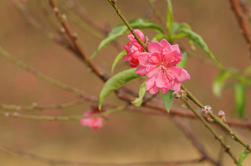 Fototapeta na wymiar Pink peach blossom bloom in spring garden