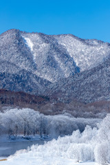 北海道の冬の風景　富良野の樹氷