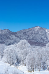 北海道の冬の風景　富良野の樹氷