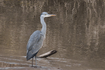 airone cenerino (Ardea cinerea) ,primo piano sul fiume in pesca