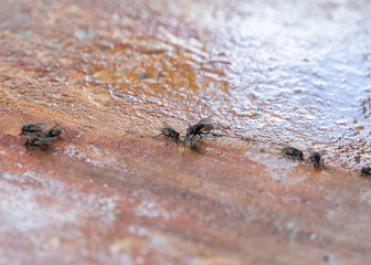 Flock of fly smelling on floor in house