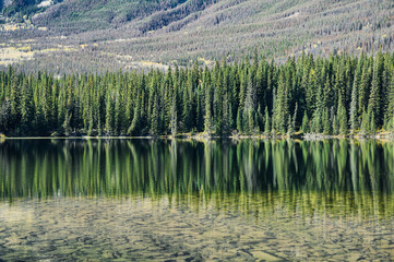 Pine trees reflection on pond in sunny