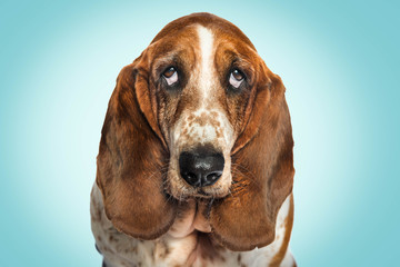 Old Basset Hound schaut traurig in die Kamera