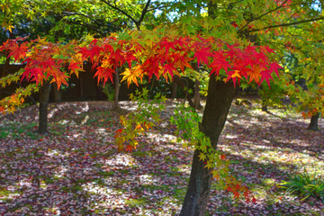 閑院宮邸の紅葉